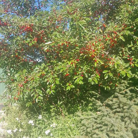 Waterfall In The Yard Karakol Exterior photo